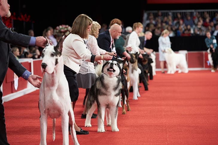 2024 National Dog Show: Celebrating Canine Excellence in Philadelphia