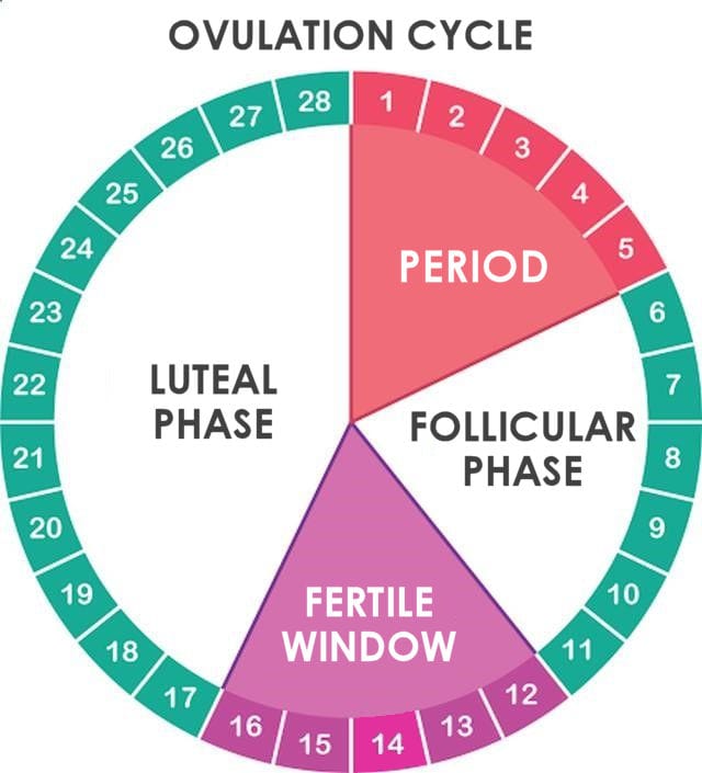 Scientists Capture Ovulation Process in Real-Time for the First Time