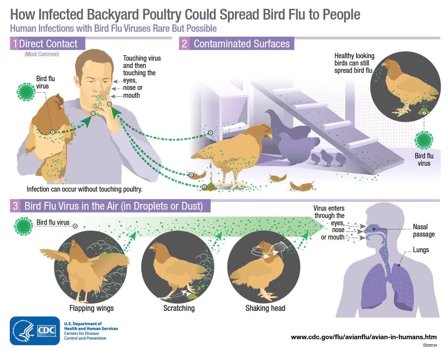 Feds Ramp Up Bird Flu Surveillance in California as Migratory Birds Test Positive