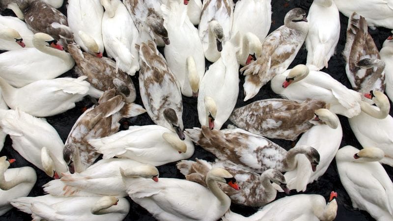 Bird Flu Outbreaks Spark Concerns of Potential Pandemic