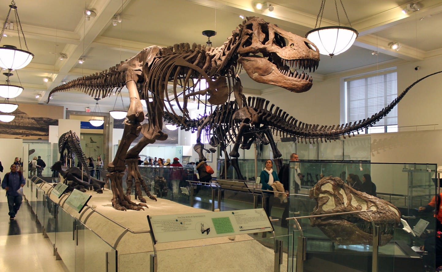 Exciting Discovery Unveiled at UWS American Museum of Natural History – Visit on December 8