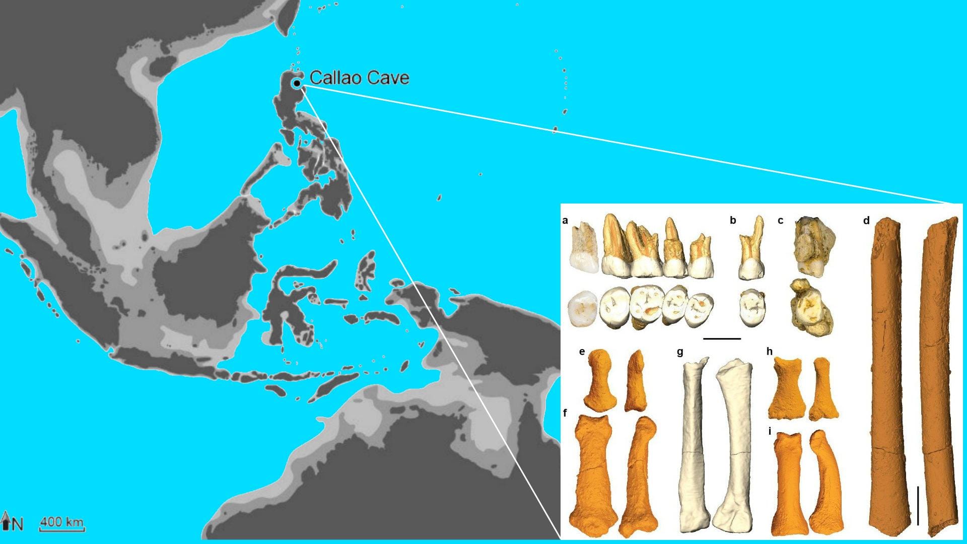 Philippines Unveils New Species of Ancient Human: A Groundbreaking Discovery