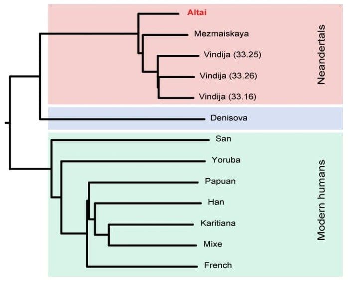 Revised Timeline of Neanderthal and Ancient Human Interbreeding Unveiled