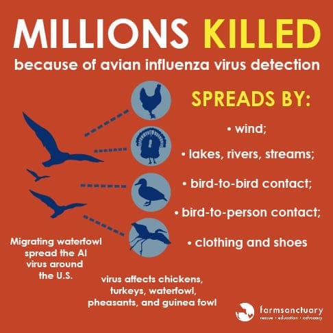 Bird Flu Cases and Spread: An In-depth Analysis of State-wise Impact