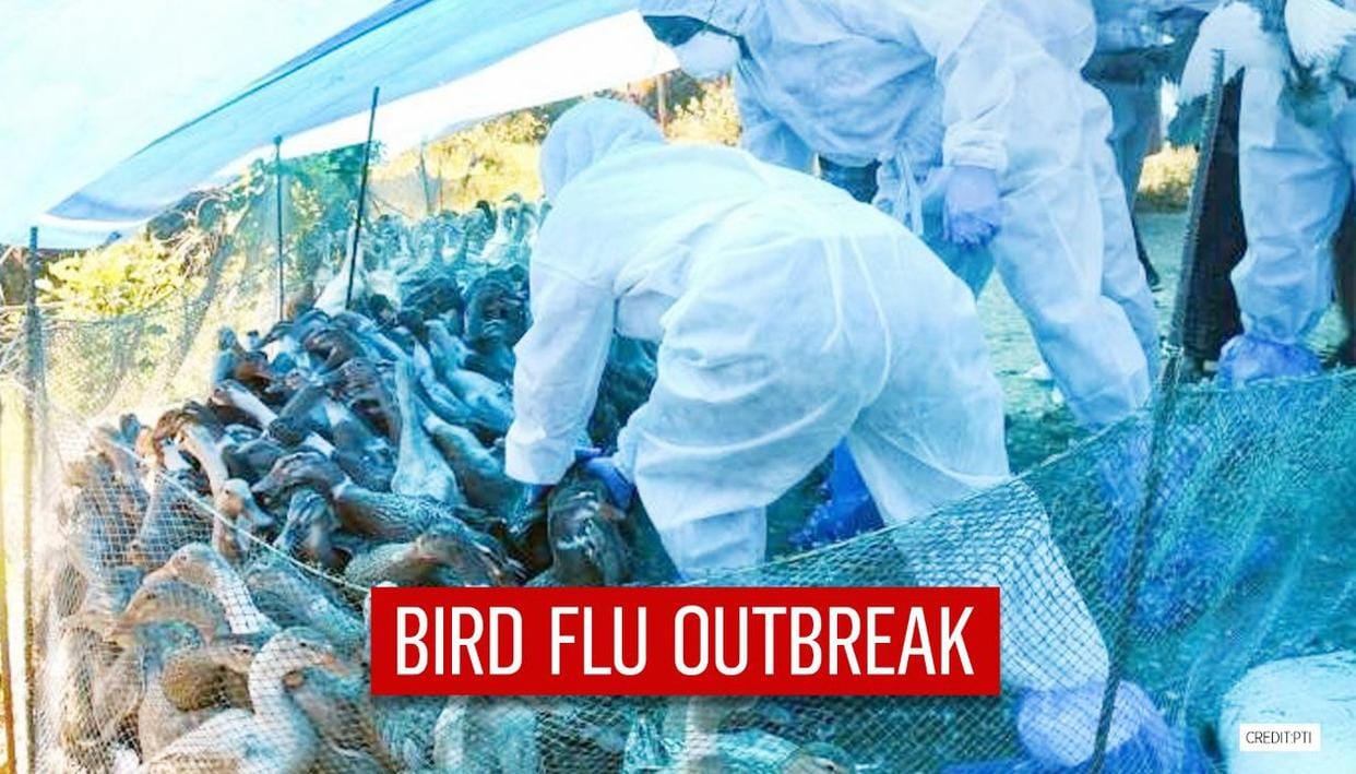 Locally Infected Cat Leads to Stepwise Bird Flu Measures in Washington County