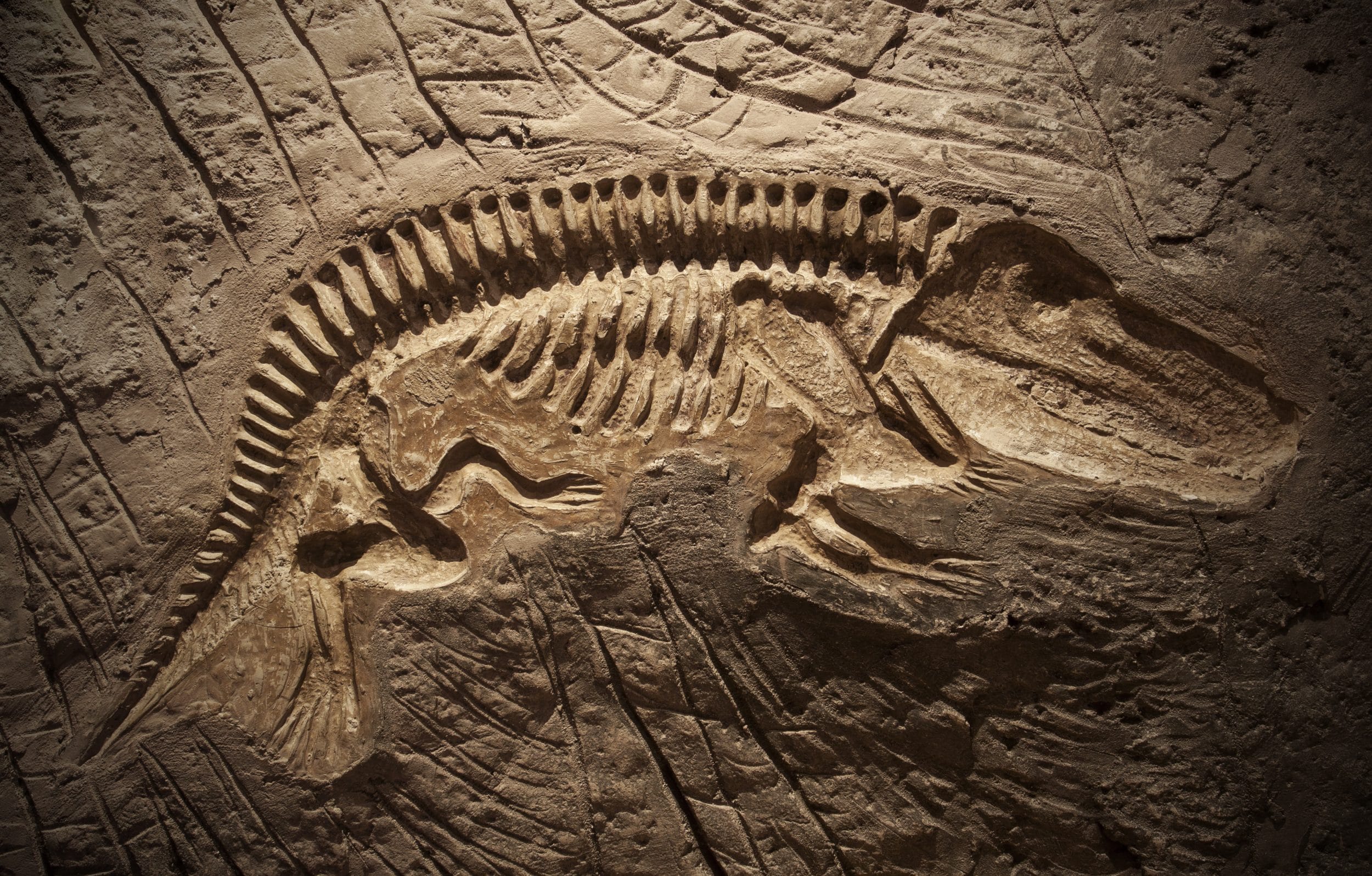 Fossilized Stomach Contents Reveal Insights into Cretaceous Diet