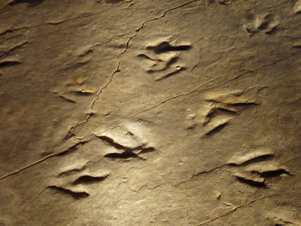 Ancient Dinosaur Tracks Unearthed in England Reveal Insights from 166 Million Years Ago