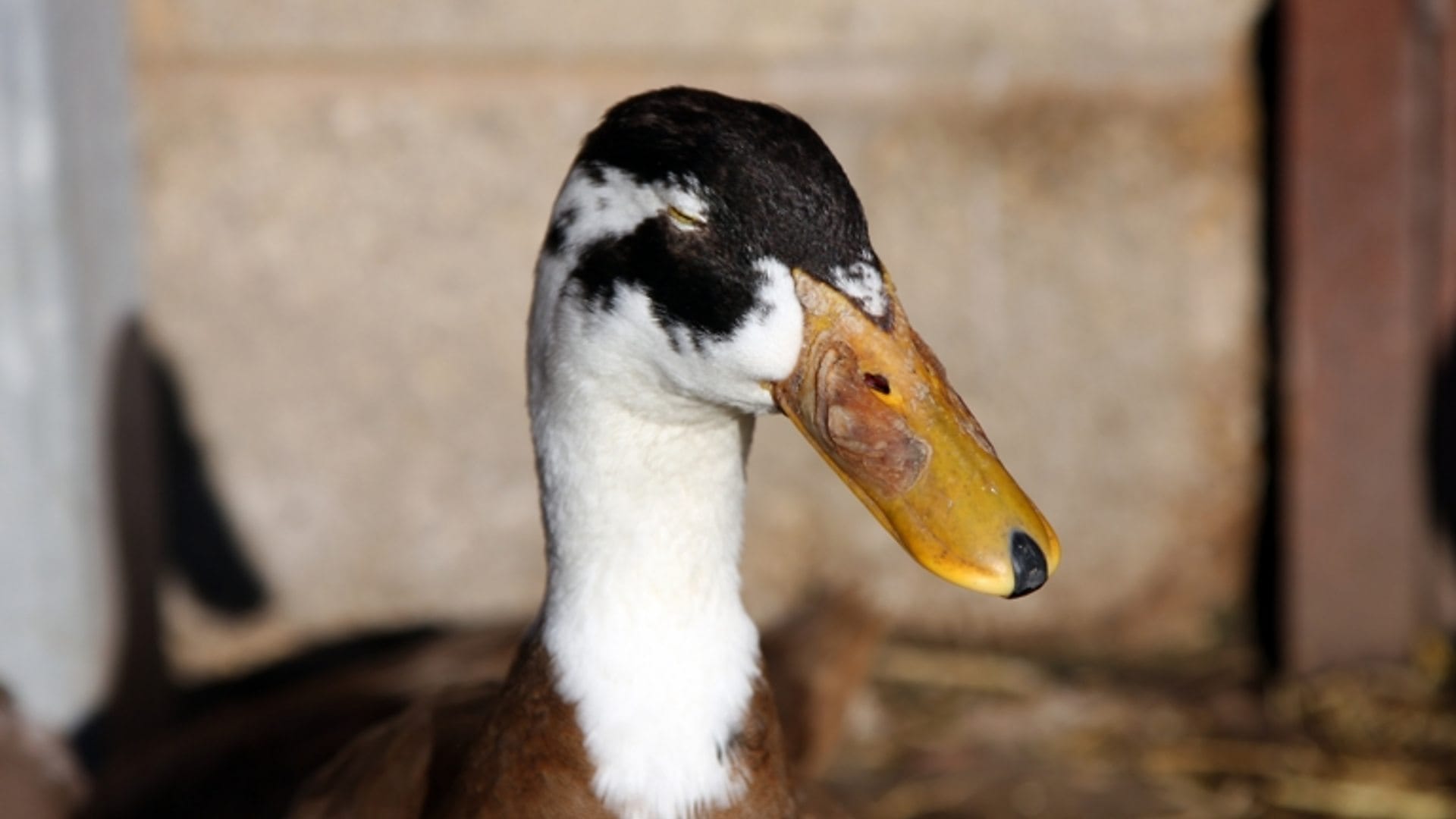 Historic Bird Flu Outbreak Detected in Pennsylvania’s Domestic Poultry Industry