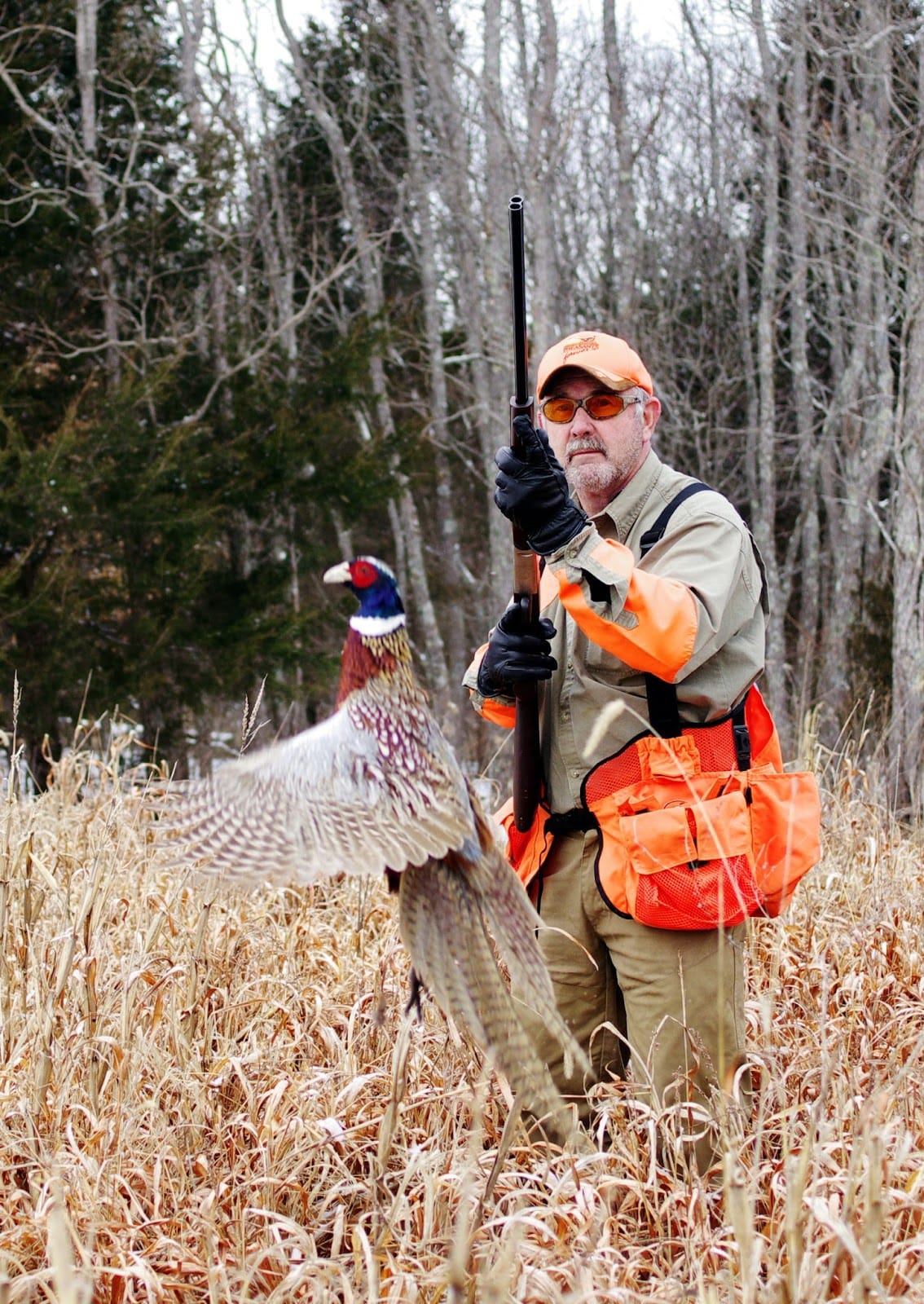 Unusual Bird Mortality Surfaces in Cincinnati Suburbs: Avian Flu Suspected