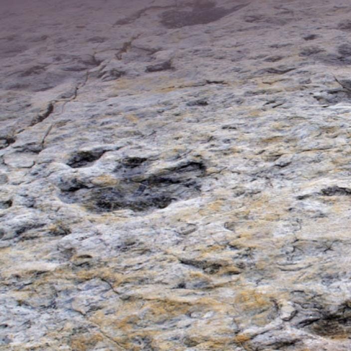 Ancient Dinosaur Footprints Discovered in the UK, Dating Back 166 Million Years
