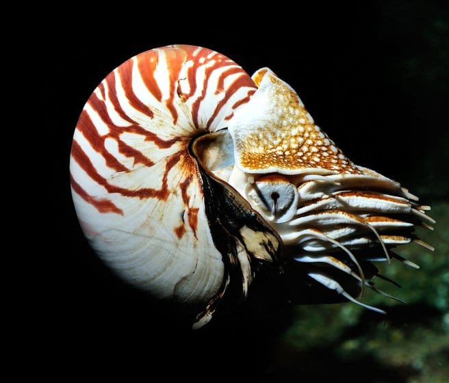 Unearthing Evolution: Unique Fossils Shed Light on Human Ancestry