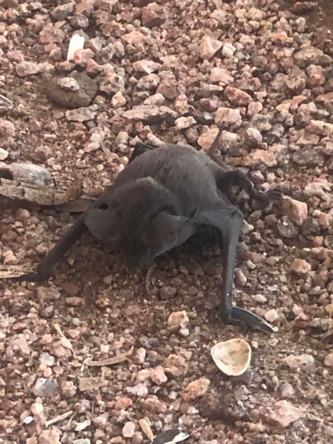 Bats Utilize Storms as Navigation Aids During Migration, Study Reveals