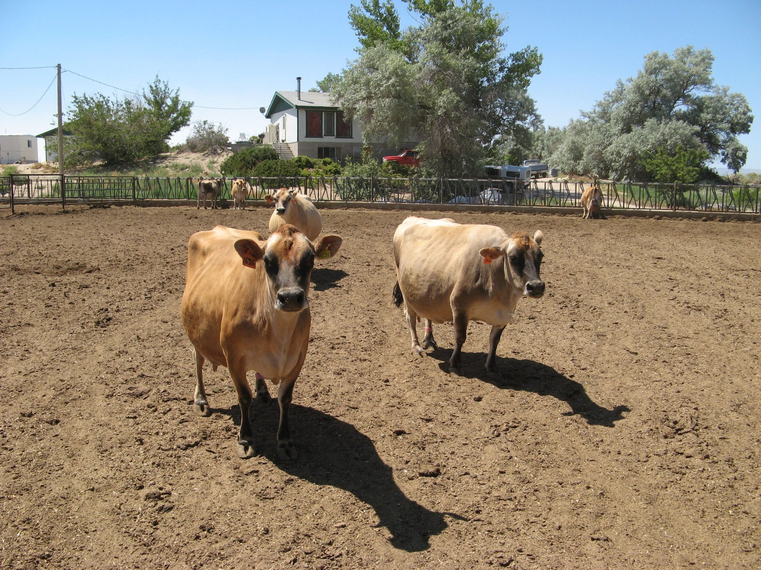 Nevada Dairy Farms Struck by New Bird Flu Variant, Sparking Long-Term Concerns