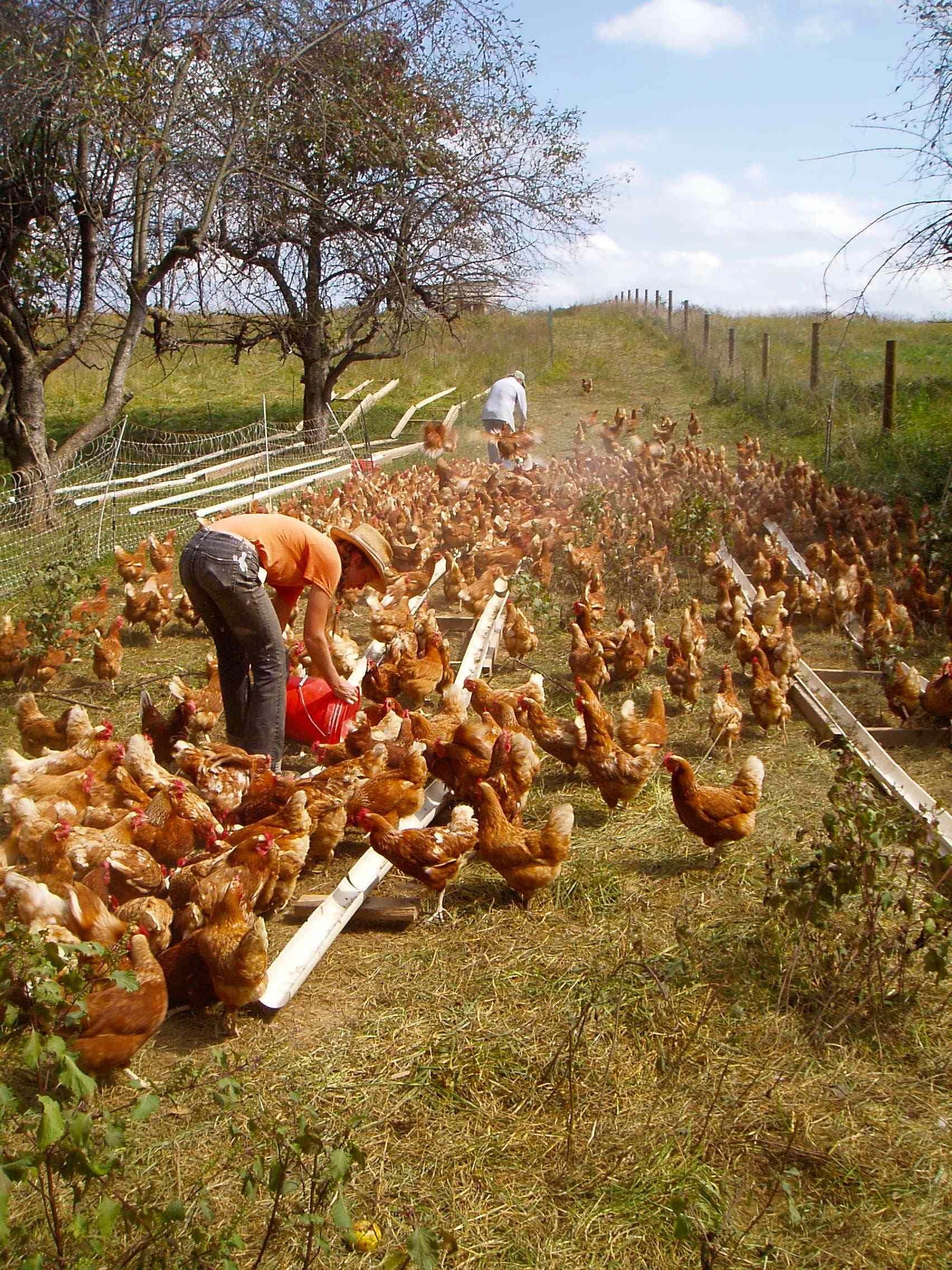 Examining Chicken Meat Supply Amidst the Ongoing Egg Shortage Crisis