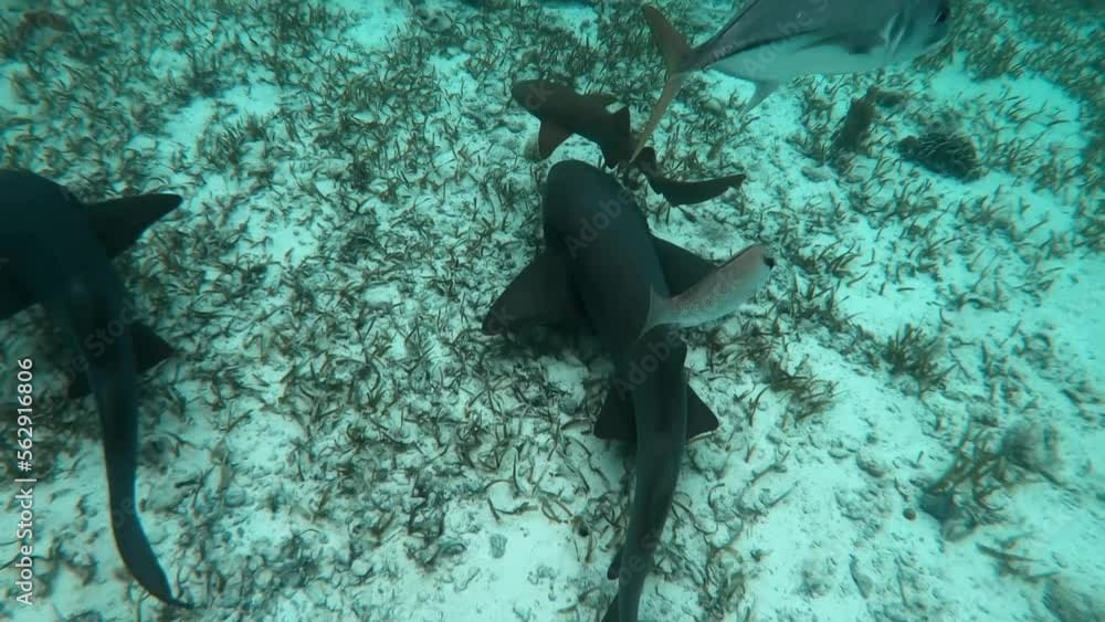 Sharks and Substances: The Unusual Tale of Cocaine in Brazilian Waters