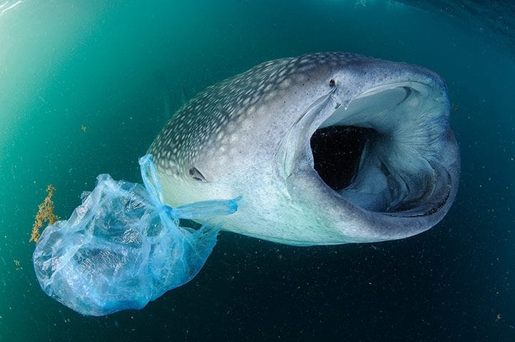 Sharks Under the Influence: The Alarming Impact of Cocaine on Marine Ecosystems